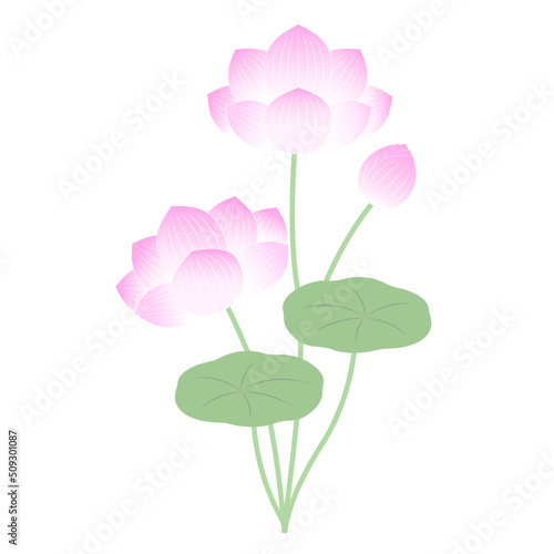 蓮の花と葉っぱ