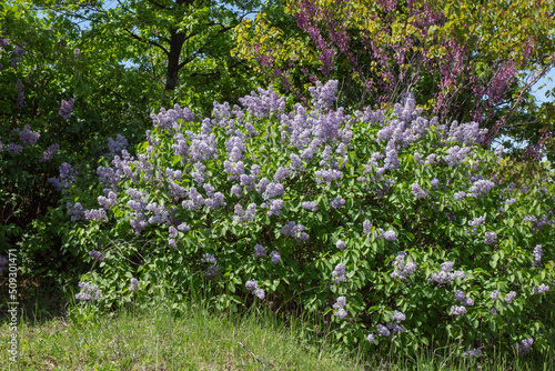 Wallpaper Mural Beautiful violet lilac blossom of flowering woody plant (Syringa, Oleaceae) with bright green leaves outdoor in the garden. Natural fresh color combination of flowers in sunny spring pure beauty. Torontodigital.ca