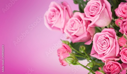 A beautiful color blossom roses flower. Romantic  nature background.