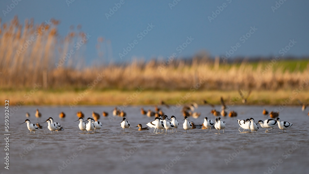 Pied avocets and flying Garganey ducks