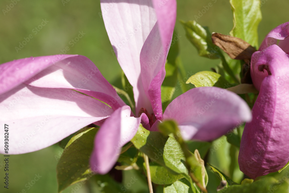 Pink bright magnolia in the garden Pink bright magnolia in the garden