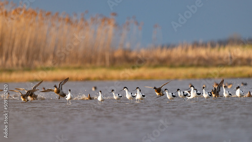 Pied avocets and flying Garganey ducks