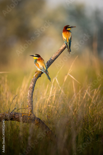 European bee-eater merops apiaster colorful beautiful bird photo