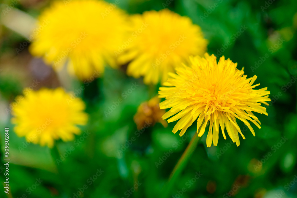 Meadow field with fresh grass and yellow dandelion flowers in nature Meadow field with fresh grass and yellow dandelion flowers in nature