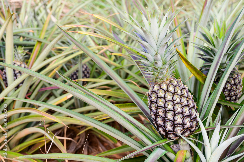 Fresh pineapples in the organic plantation farm Fresh pineapples in the organic plantation farm