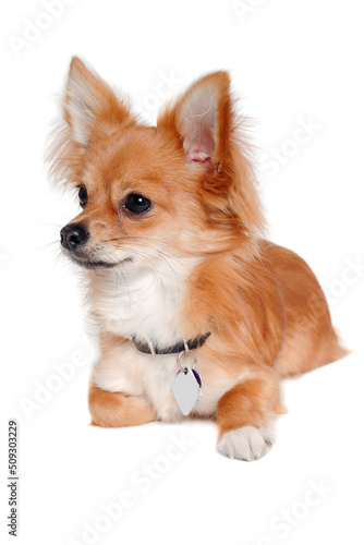 chihuahua dog is resting on a white background