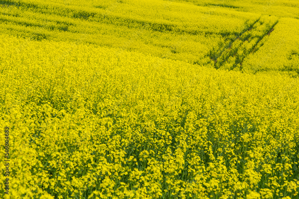 Blooming canola field. Rape on the field in summer. Bright Yellow rapeseed oil. Flowering rapeseed Blooming canola field. Rape on the field in summer. Bright Yellow rapeseed oil. Flowering rapeseed