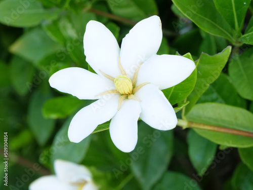 クチナシの花