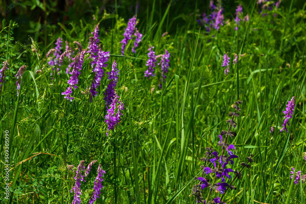 Fragile purple flowers background. Woolly or Fodder Vetch, Vicia villos, blossom in spring garden Fragile purple flowers background. Woolly or Fodder Vetch, Vicia villos, blossom in spring garden