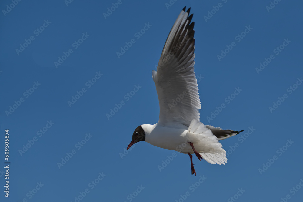 black-headed gull in flight