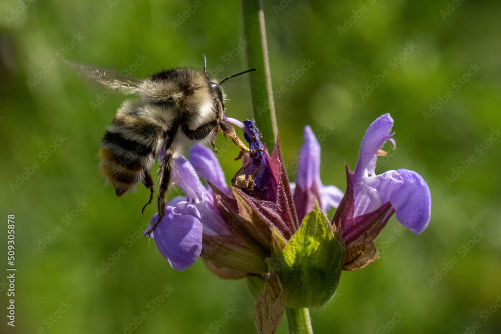 bumblebee sitting on Salvia officinalis bumblebee sitting on Salvia officinalis