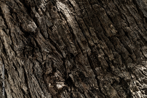Macro photo of a tree texture.
