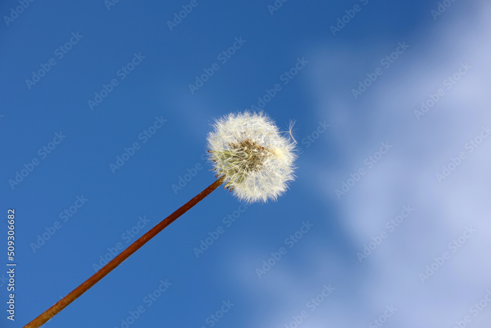 Fototapeta premium Dandelion seed head against the blue sky with white clouds. Blowball of beautiful dandelion, ready to fly