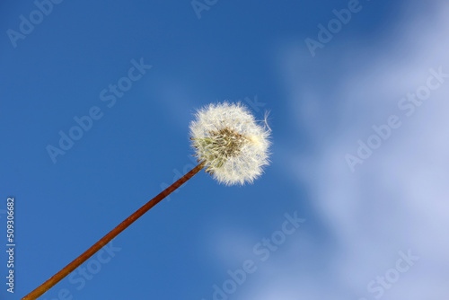 Dandelion seed head against the blue sky with white clouds. Blowball of beautiful dandelion  ready to fly