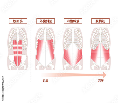 腹筋群の解剖学図説イラストセット