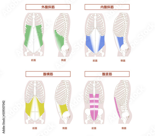 腹筋群の図説イラスト　横向き