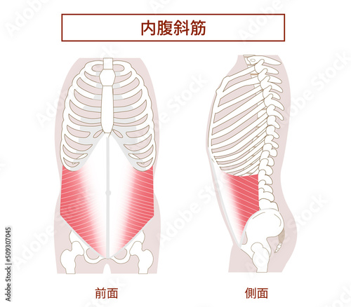 腹筋群 内腹斜筋の図説イラスト　横向きと正面図
