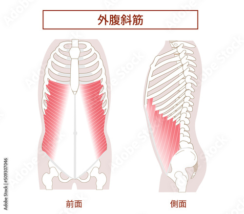 腹筋群 外腹斜筋の図説イラスト　横向きと正面図