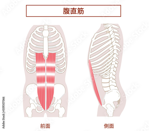 腹直筋　腹筋群の図説イラスト　横向きと正面図