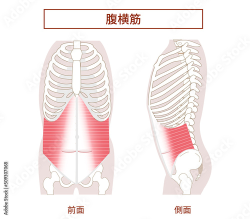 腹横筋　腹筋群の図説イラスト　横向きと正面図