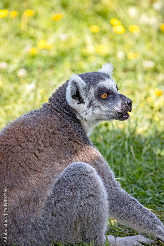 Obraz premium lémurien dans son enclos dans un zoo 