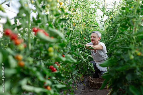 Senior happy woman engaged in seasonal gardening picking fresh ripe plum tomatoes on farm