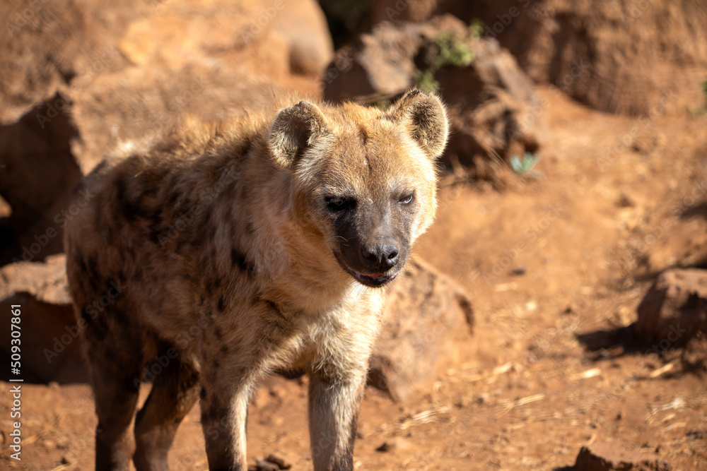 hyena just awakened from her nap and ready to hunt in the african savanna of south africa.