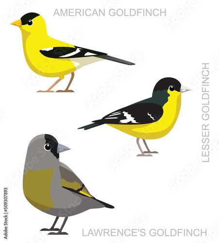 Photo Cute Bird American Goldfinch Set Cartoon Vector