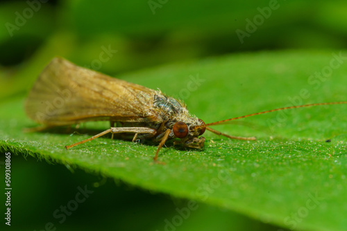 The diamondback moth (Plutella xylostella), sometimes called the cabbage moth, is a moth species of the family Plutellidae. Selective focus image. © Quatrox Production