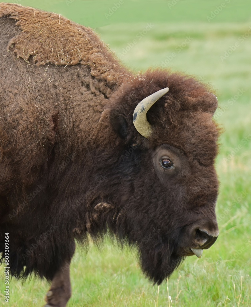 close up of american bison in the green grass with his tongue out in summer on the wildlife drive in the rocky mountain arsenal national wildlife refuge in commerce city, near denver, colorado close up of american bison in the green grass with his tongue out in summer on the wildlife drive in the rocky mountain arsenal national wildlife refuge in commerce city, near denver, colorado