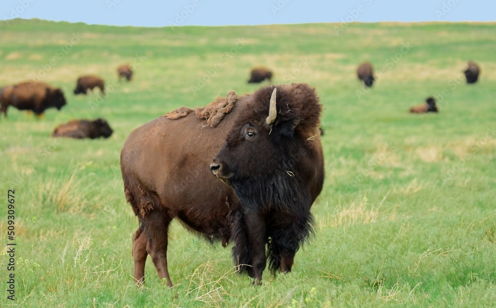 american bison grazing in the green grass in summer  along the wildlife drive in the rocky mountain arsenal national wildlife refuge  in commerce city, near denver, colorado