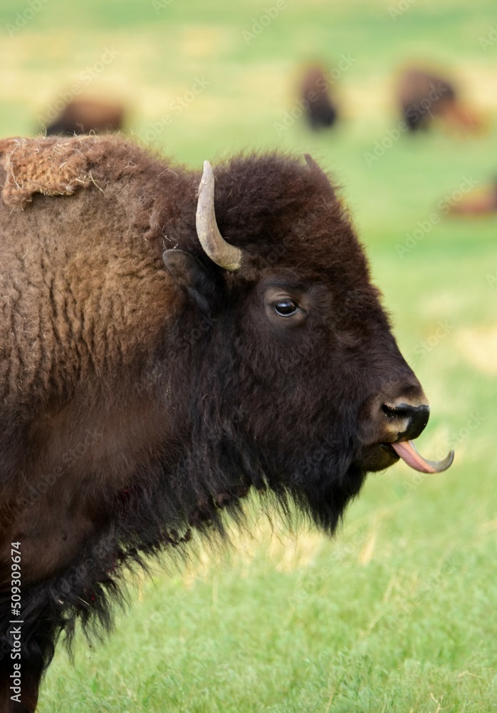 close up  of american bison  in the green grass  with his tongue  out in summer  on the wildlife drive in the rocky mountain arsenal national wildlife refuge  in commerce city, near denver, colorado
