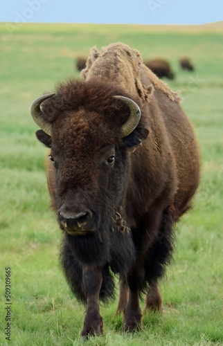 close up of approaching american bison in the green grass in summer along the wildlife drive in the rocky mountain arsenal national wildlife refuge in commerce city, near denver, colorado