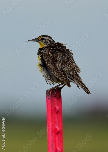 Φωτογραφία A scruffy female western  meadow lark  bird sitting on a pink  fence pole in the prairie of rocky mountain national wildlife refuge in commerce city near denver