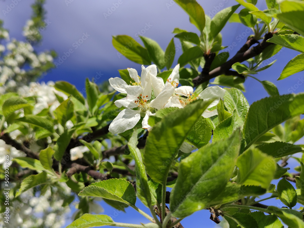 Blooming branches of an apple tree on a background of blue sky