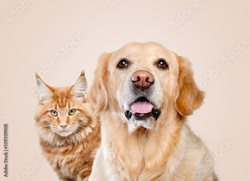 Golden retriever dog and cute cat on pastel background