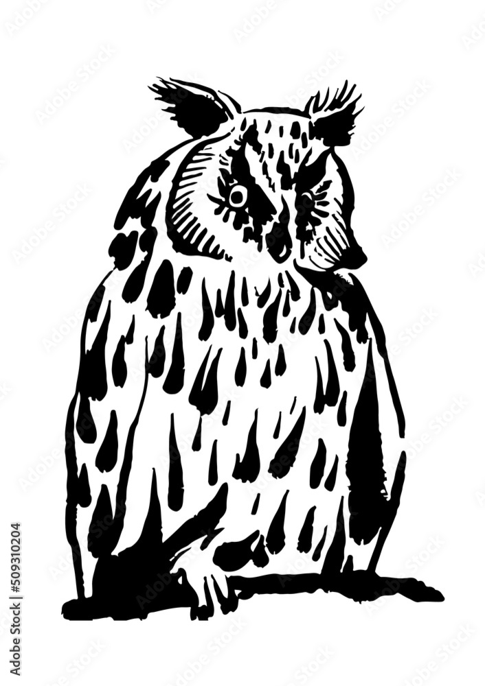 Fototapeta premium drawing picture of long-eared spotted owl, icon isolated on white background, sketch, hand drawn digital vector illustration