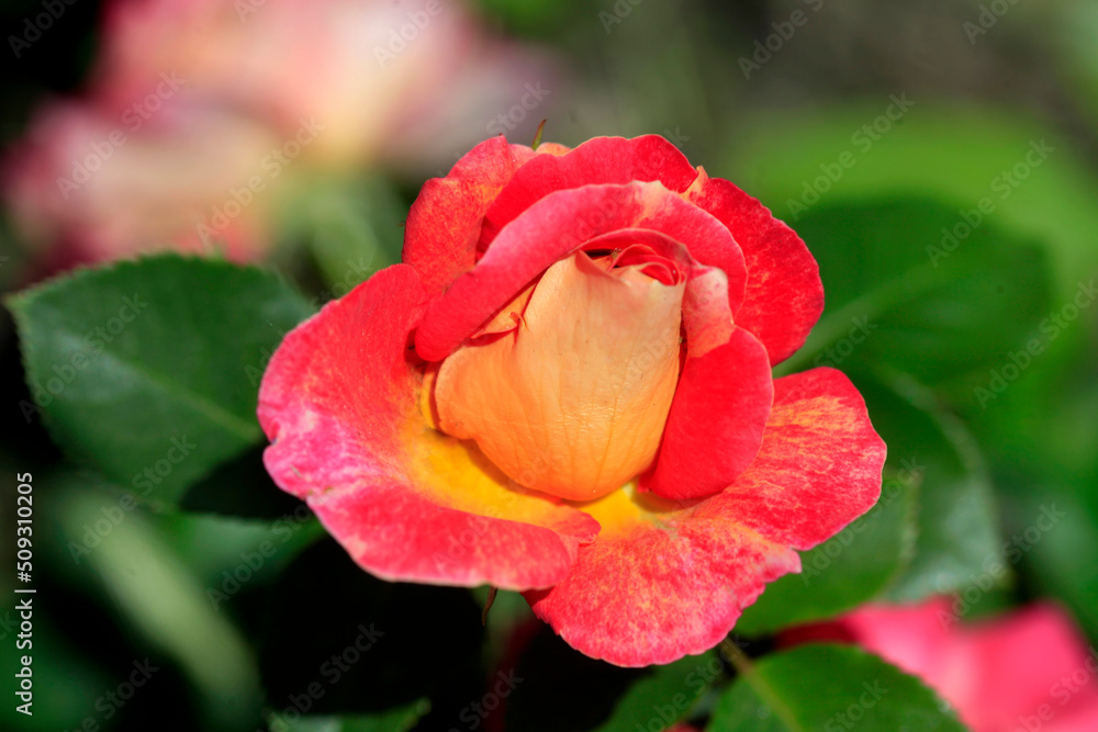 Obraz premium Colorfyl roses in summer garden