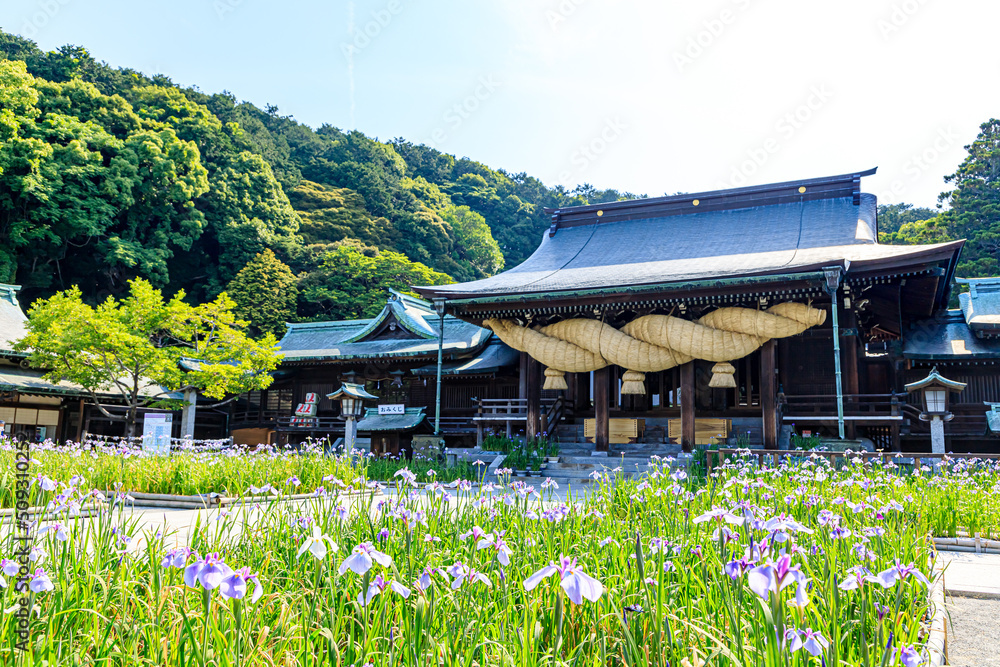 初夏の宮地嶽神社 菖蒲祭り 福岡県福津市 Miyajidake Shrine in early summer. Iris festival. Fukuoka Fukutsu city 初夏の宮地嶽神社 菖蒲祭り 福岡県福津市 Miyajidake Shrine in early summer. Iris festival. Fukuoka Fukutsu city