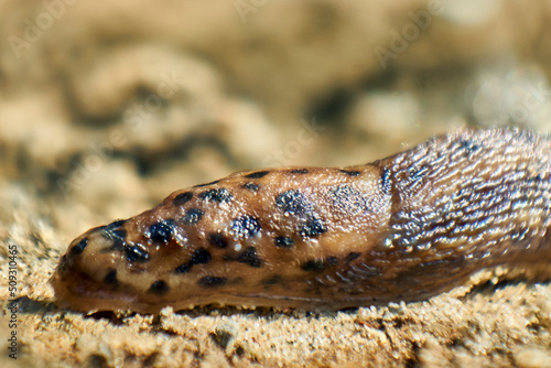 The slug crawls on dry grass in search of food. Slug skin. © bizonts
