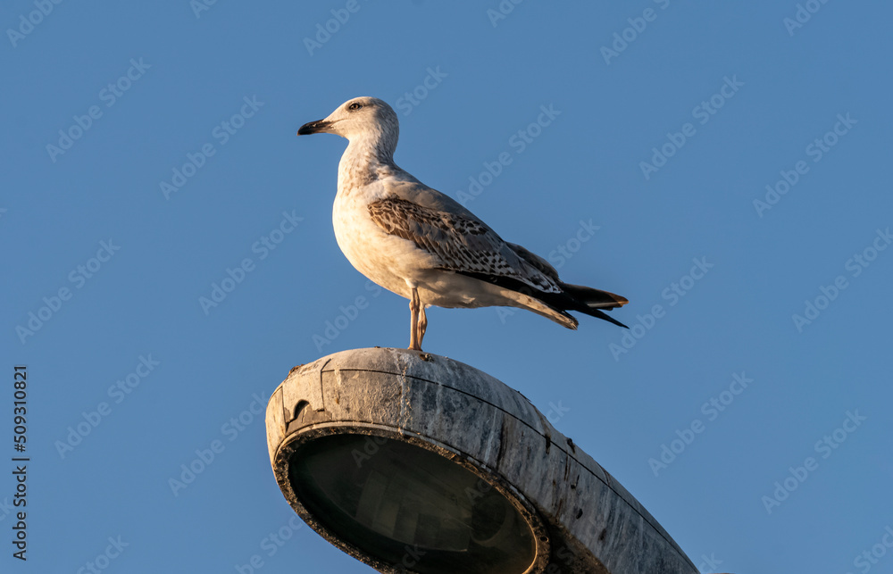 Close-up view of seagull standing on lamppost, shot in side profile with selective focus.