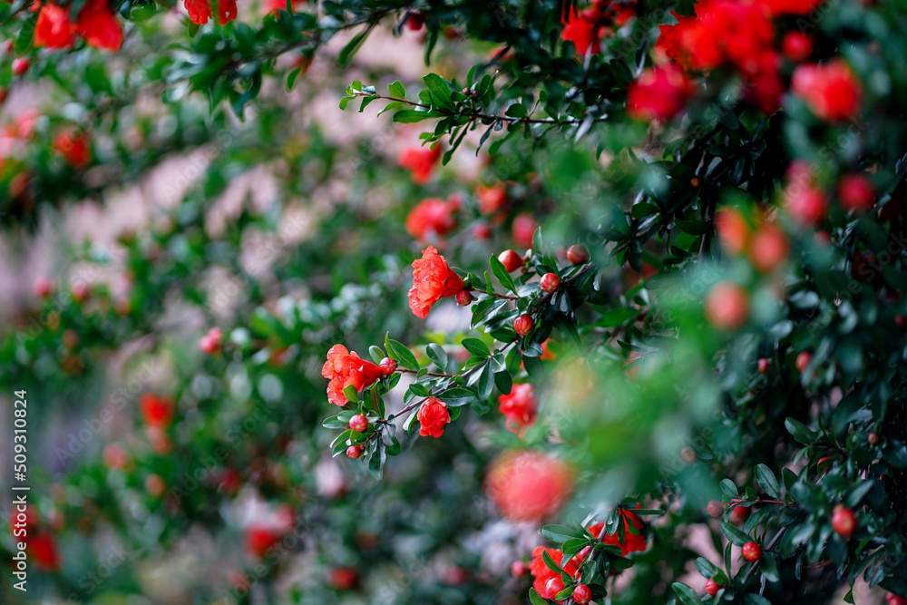Bright red flowers of pomegranate in full bloom on dark green leaves background close up. Beautiful blooming fruit tree in the summer garden 