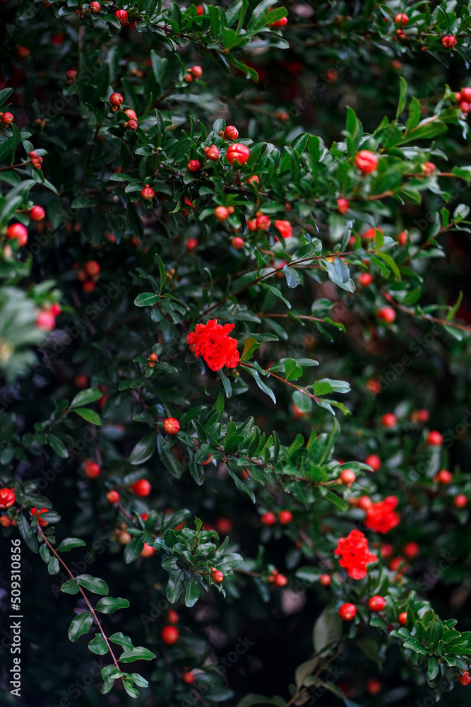Blossoming pomegranate tree full of big red flowers in the summer garden close up. Bright blooming nature.