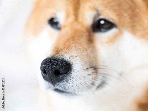 Macro nose. funny adorable shiba inu dog pet family friends a white blanket in bed. Cozy couch interior banner photo portrait. photo