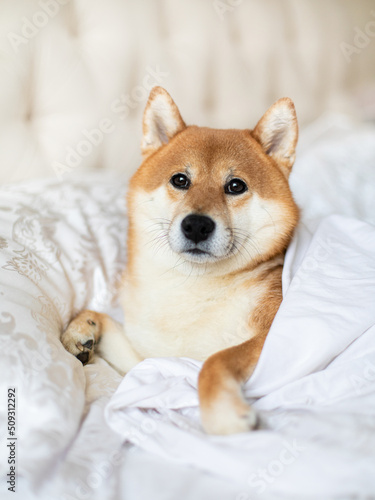 Cut funny adorable shiba inu dog pet family friends a white blanket in bed. Cozy couch interior banner photo portrait. © Alina Nikitaeva