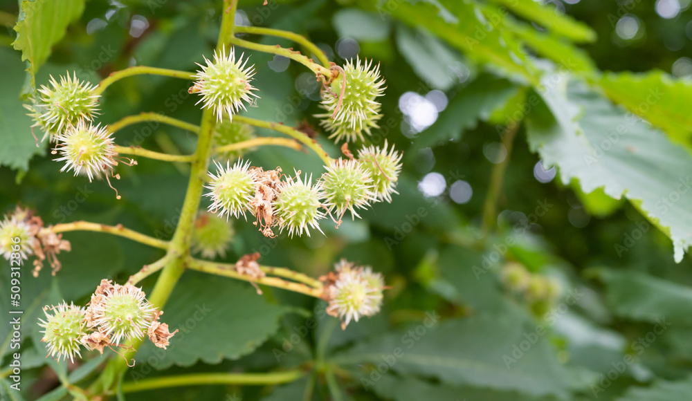 Jóvenes brotes espinosos de un castaño de indias, Aesculus hippocastanum Jóvenes brotes espinosos de un castaño de indias, Aesculus hippocastanum