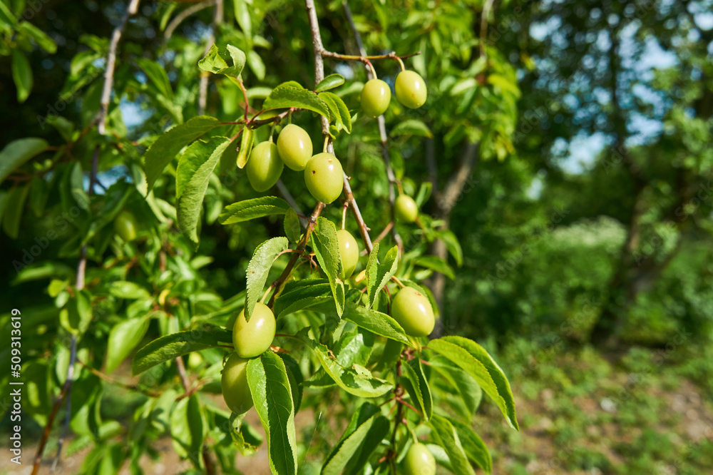 Green plum berries are gaining their mass and ripeness. Green plum berries are gaining their mass and ripeness.