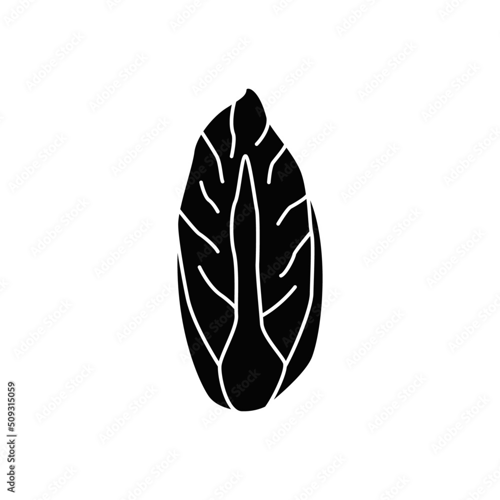 Endive icon in black flat glyph, filled style isolated on white background Endive icon in black flat glyph, filled style isolated on white background
