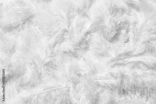 Foto Beautiful white feathers as background