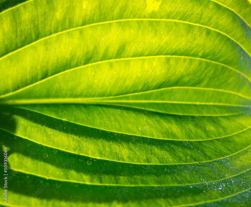 Fresh green leaves with drops of water.
Macro photography, design, postcard. Fresh green leaves with drops of water.
Macro photography, design, postcard.
